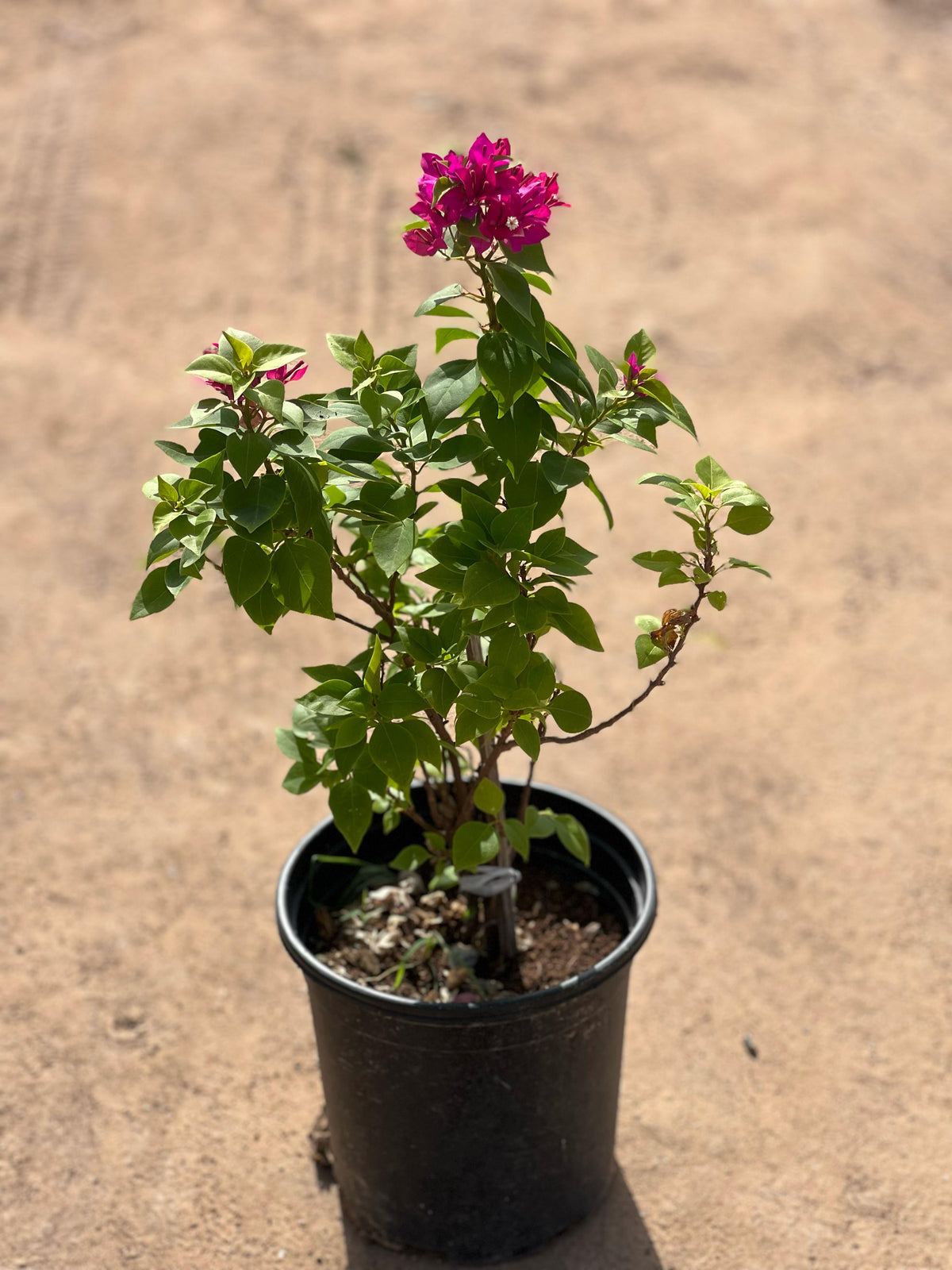 Pink Pixie plant from Plant House, 30cm tall with vibrant pink foliage in a 6L pot.