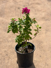 Pink Pixie plant from Plant House, 30cm tall with vibrant pink foliage in a 6L pot.