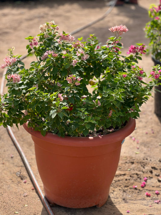 Pink Pixie plant from Plant House with vibrant pink foliage in a decorative pot.