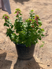 Pink Pixie plant from Plant House, 30-40cm tall, vibrant pink foliage in a 6L pot, perfect for indoor or outdoor decor.