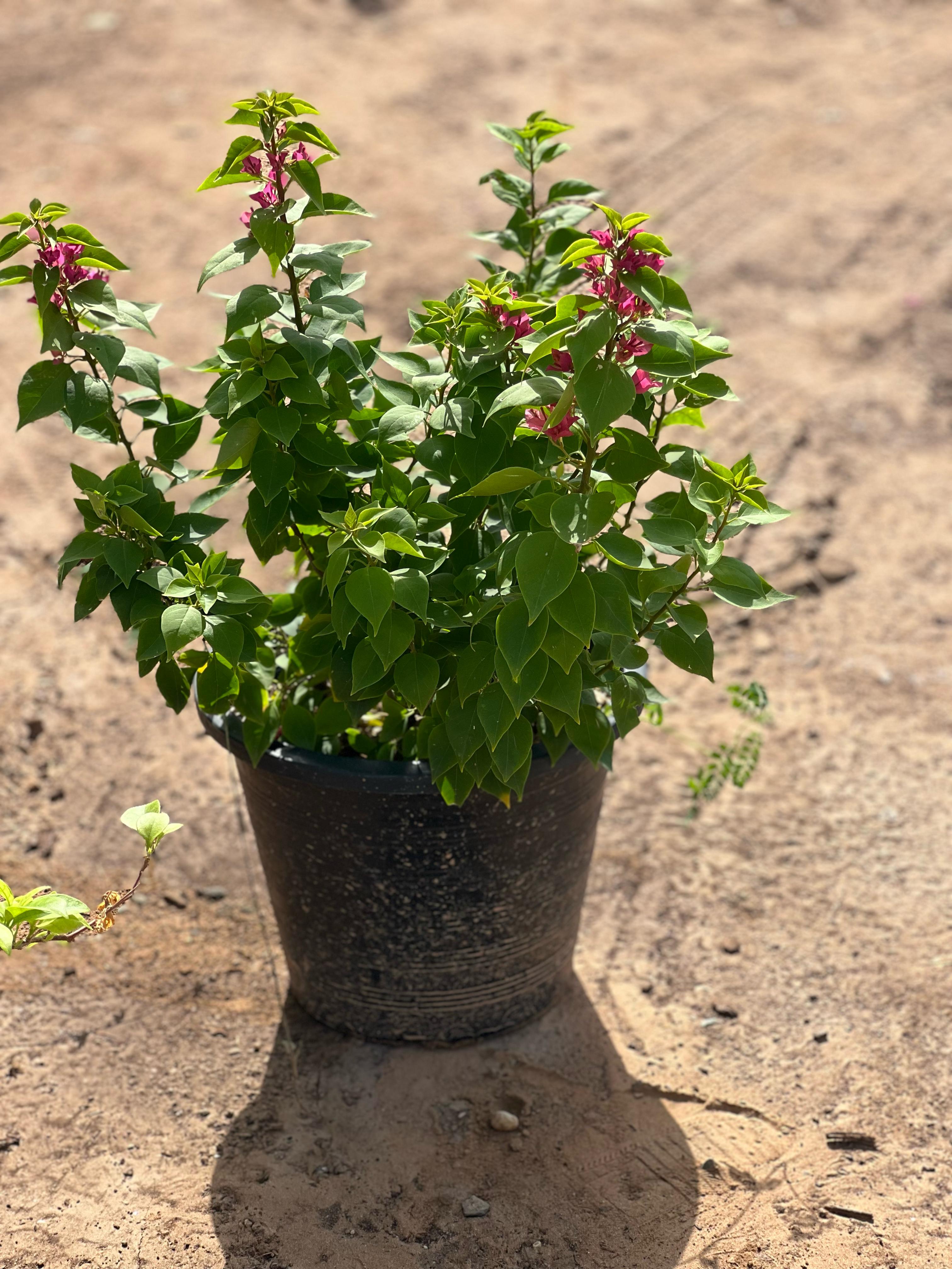 Pink Pixie plant from Plant House with vibrant pink foliage, 30-40cm tall, potted in a 6L container.