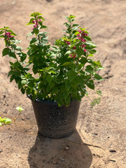 Pink Pixie plant from Plant House with vibrant pink foliage, 30-40cm tall, potted in a 6L container.