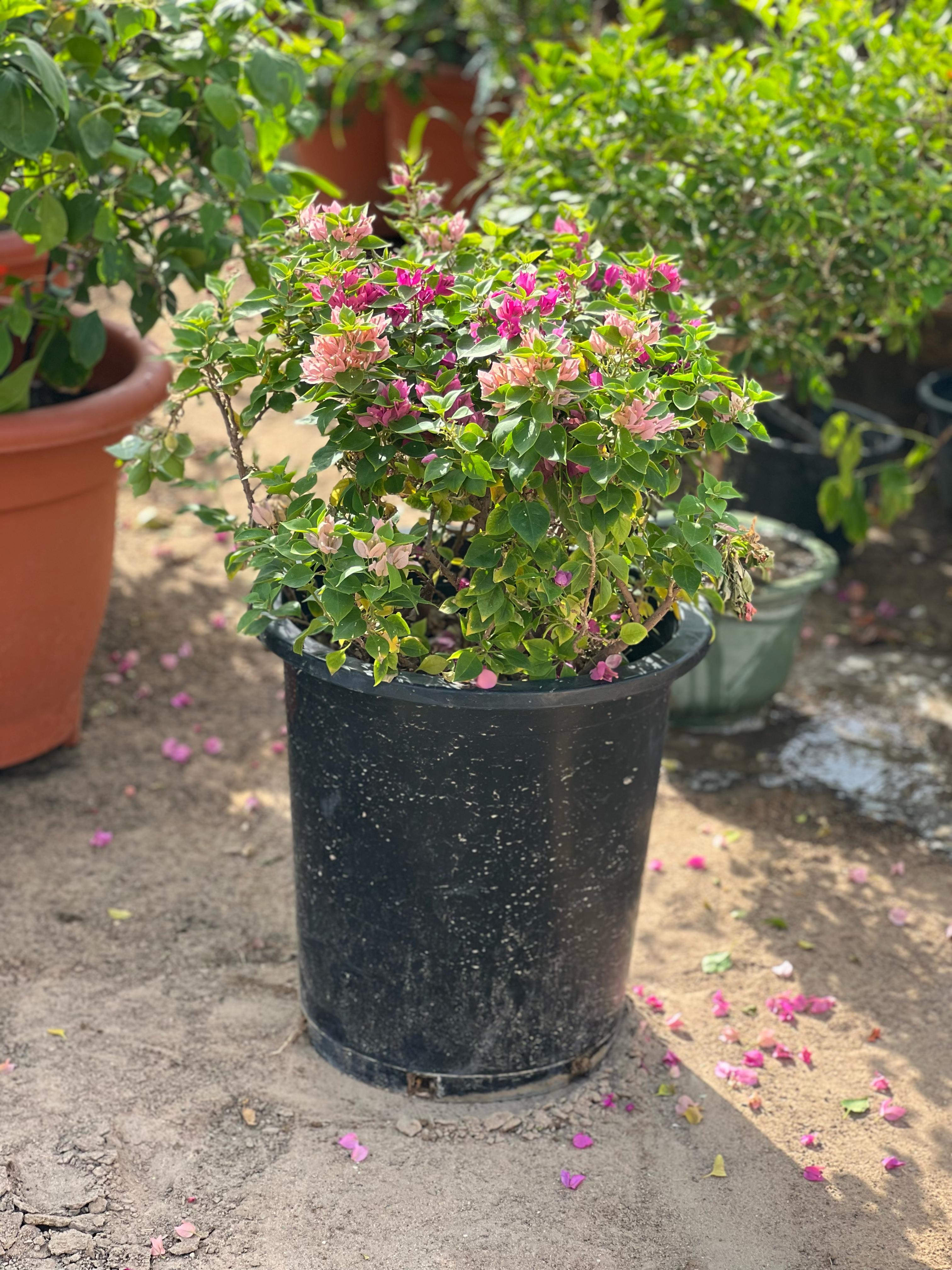 Pink Pixie plant from Plant House with vibrant pink foliage, measuring 30-40cm tall in a 6L pot.