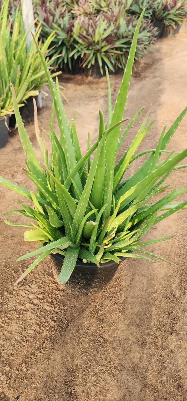 Healthy Aloe Vera plant from Plant House, 30-40cm tall, with thick, fleshy green leaves in a pot.