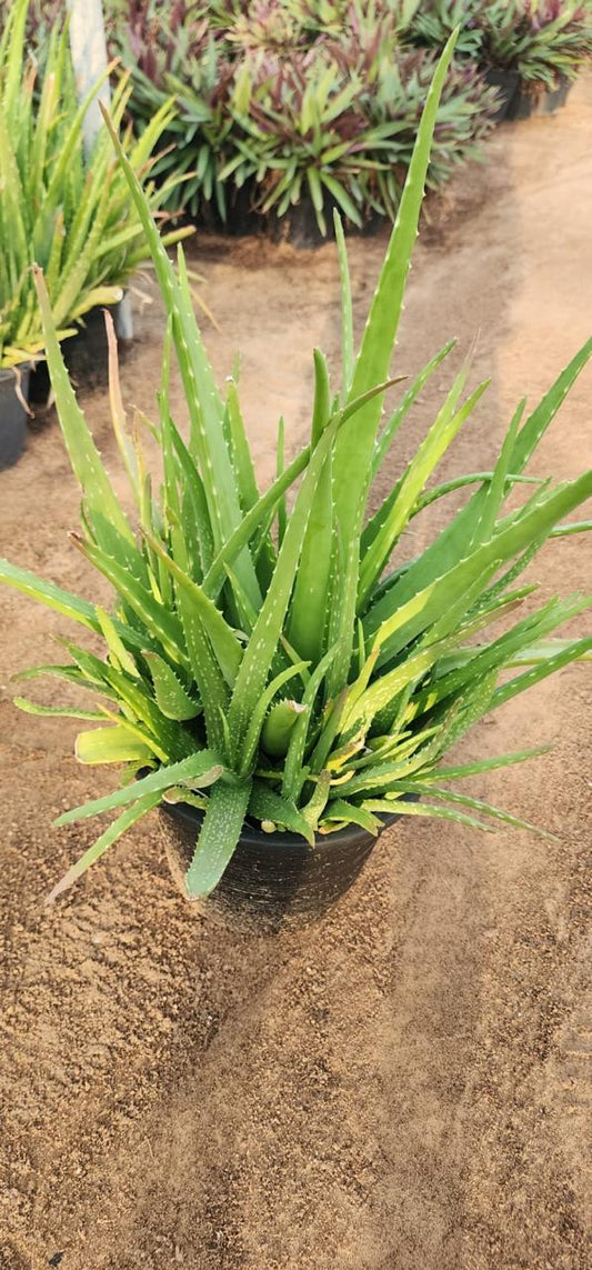 Healthy Aloe Vera plant from Plant House, 30-40cm tall, with thick, fleshy green leaves in a pot.