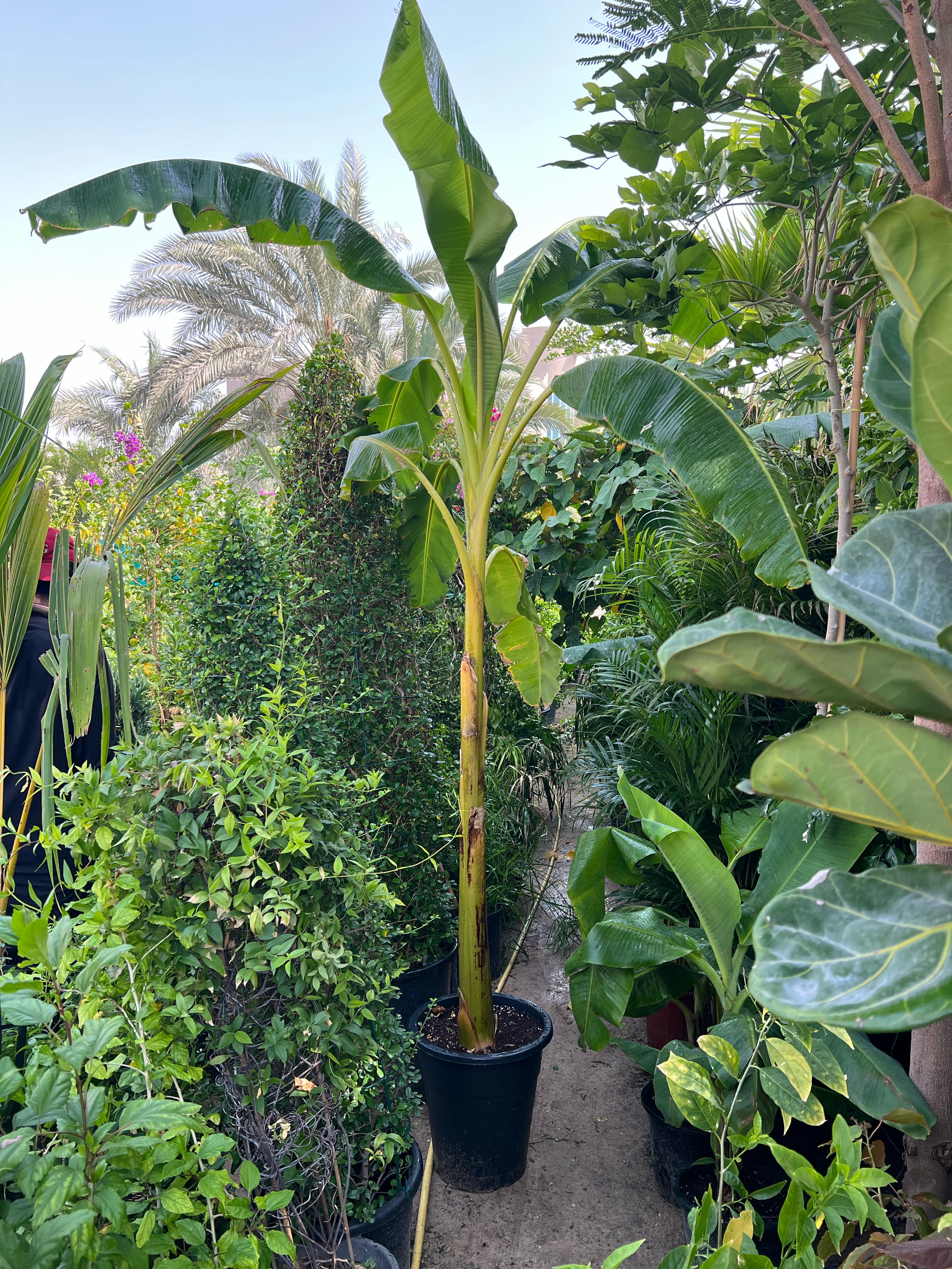 Banana plant (Musa paradisiaca) from Plant House with lush green leaves, approximately 30-40cm tall, in a natural setting.