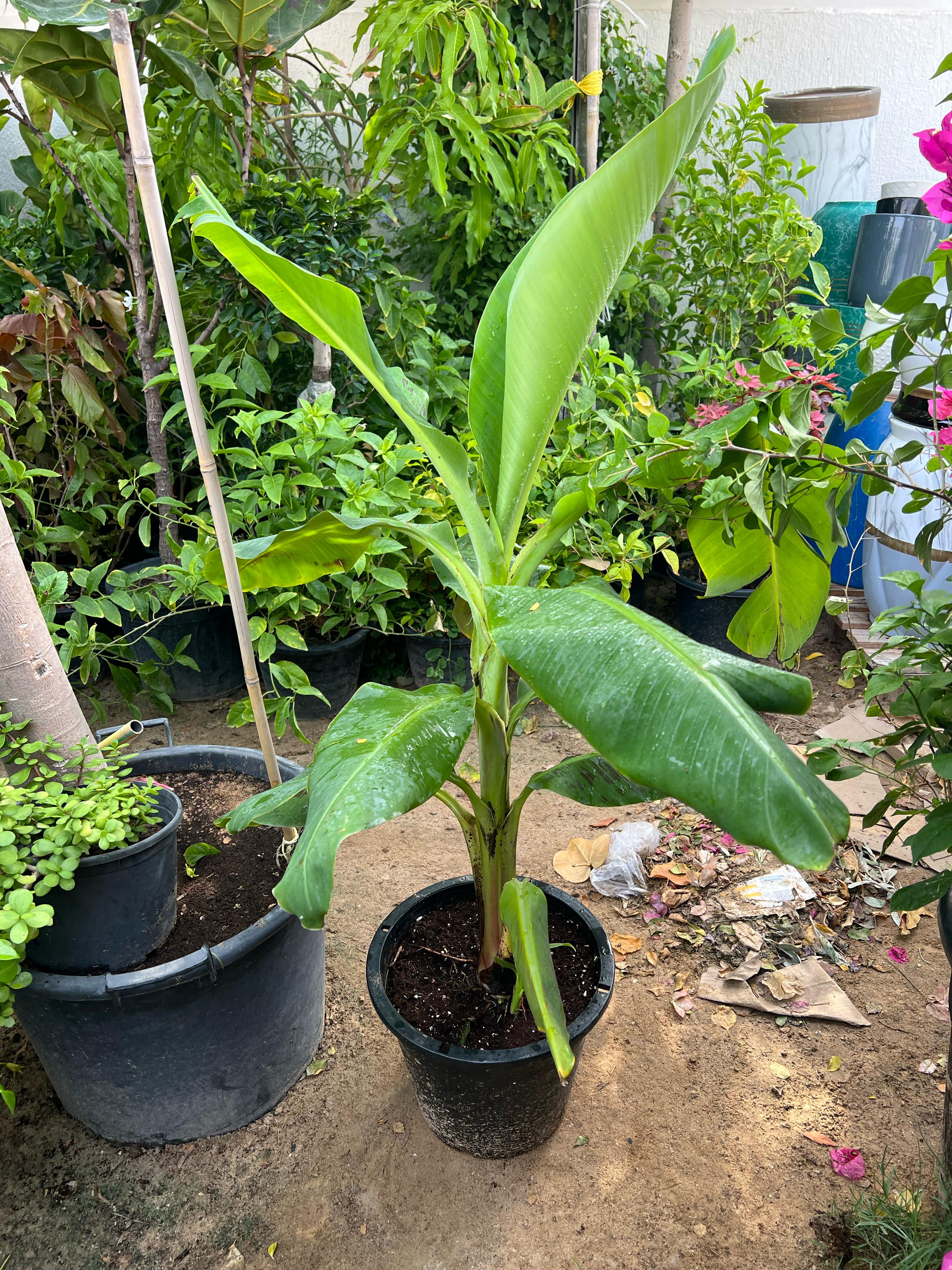 Banana plant (Musa paradisiaca) from Plant House, 30-40cm tall, with lush green leaves and thick stem.