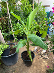 Banana plant (Musa paradisiaca) from Plant House, 30-40cm tall, with lush green leaves and thick stem.