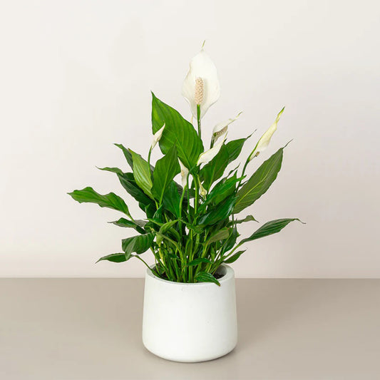 Healthy Peace Lily nursery plant from Plant House, 30-40cm tall, ideal for home or office decor in Dubai.