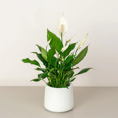 Healthy Peace Lily plant from Plant House, 30-40cm tall, ideal nursery plant for Dubai homes and offices.