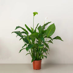 Healthy Peace Lily nursery plant from Plant House, 30-40cm tall, ideal for Dubai homes and offices.