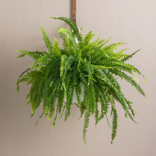 Healthy Boston Fern plant from Plant House with lush green fronds, ideal for indoor or outdoor decorative greenery.