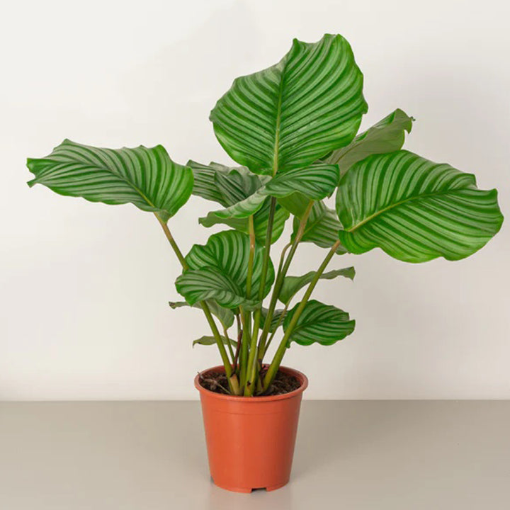 Calathea Orbifolia plant with large green and silver striped leaves, 30cm to 40cm tall, from Plant House.