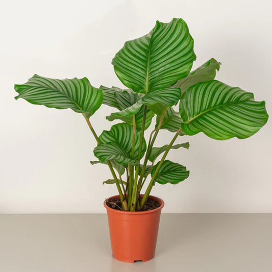 Calathea Orbifolia plant with large, round green leaves featuring silver stripes, displayed in a pot.