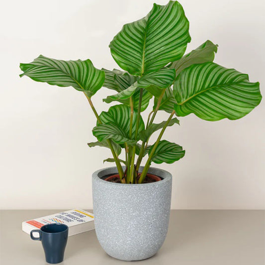 Healthy Calathea Orbifolia plant with large, round green leaves featuring light silver patterns, from Plant House.