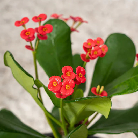 Euphorbia milli Crown of Thorns plant with spiky green stems and vibrant red flowers, displayed in a pot.