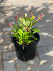 Euphorbia Milli plant with spiky green stems and small yellow flowers, displayed in a pot on a white background.