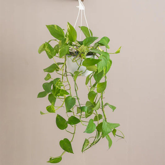 Hanging Money Plant from Plant House with lush green trailing leaves in a stylish hanging planter.