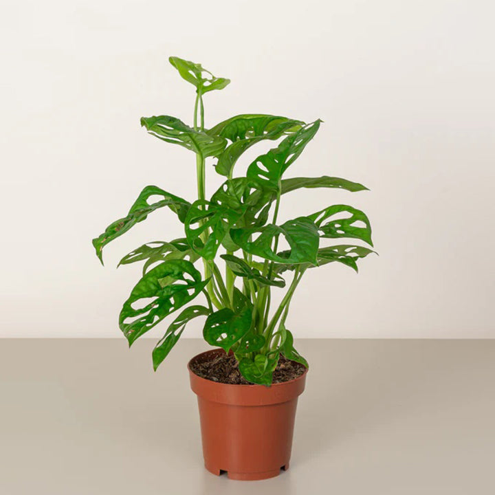 Healthy Monkey Monstera plant with large, glossy green leaves, approximately 30-40cm tall, from Plant House.