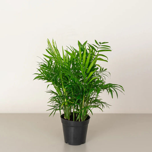 Healthy Parlor Palm plant from Plant House with lush green fronds in a decorative pot.