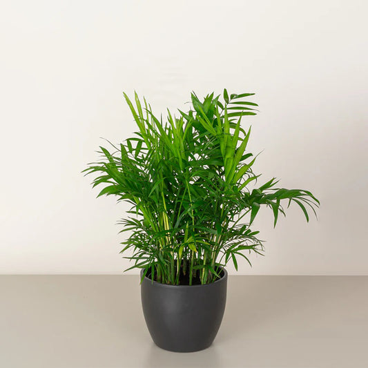 Healthy Parlor Palm plant from Plant House with lush green fronds, ideal for indoor decoration and air purification.