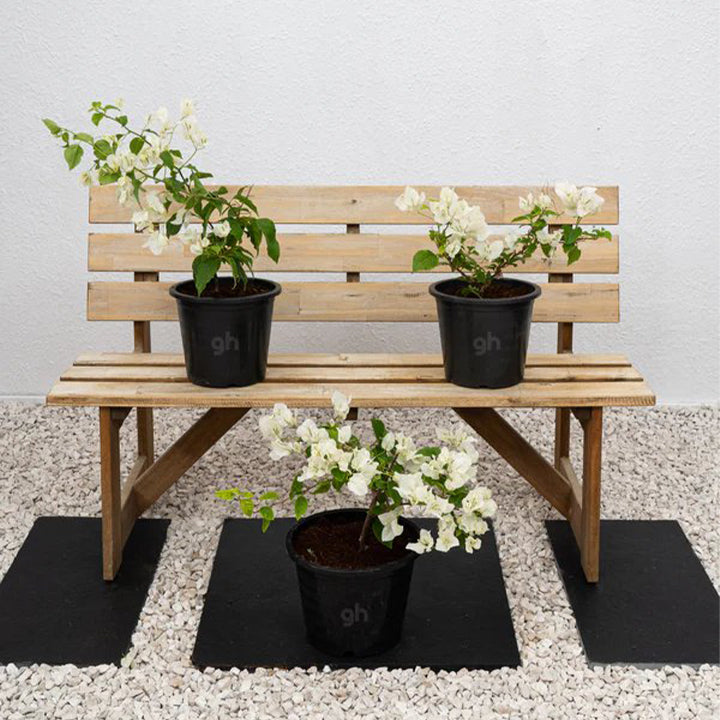 Pink Bougainvillea Glabra plant from Plant House, 30-40cm tall with vibrant pink bracts and lush green foliage.