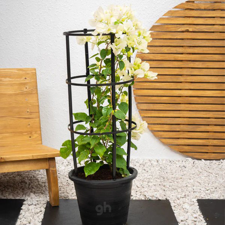 Pink Bougainvillea plant from Plant House, 30-40cm tall, showcasing vibrant, flowering Bougainvillea Glabra with lush green leaves.