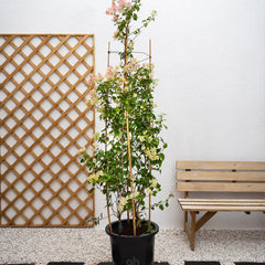 Pink Bougainvillea Glabra plant from Plant House, 30-40cm tall, featuring vibrant pink bracts and lush green leaves.