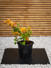 Pink Bougainvillea Glabra plant from Plant House, 30-40cm tall with vibrant pink bracts and lush green foliage.