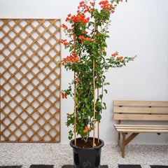 Pink Bougainvillea Glabra plant from Plant House, 30-40cm tall, with vibrant pink bracts and lush green foliage.