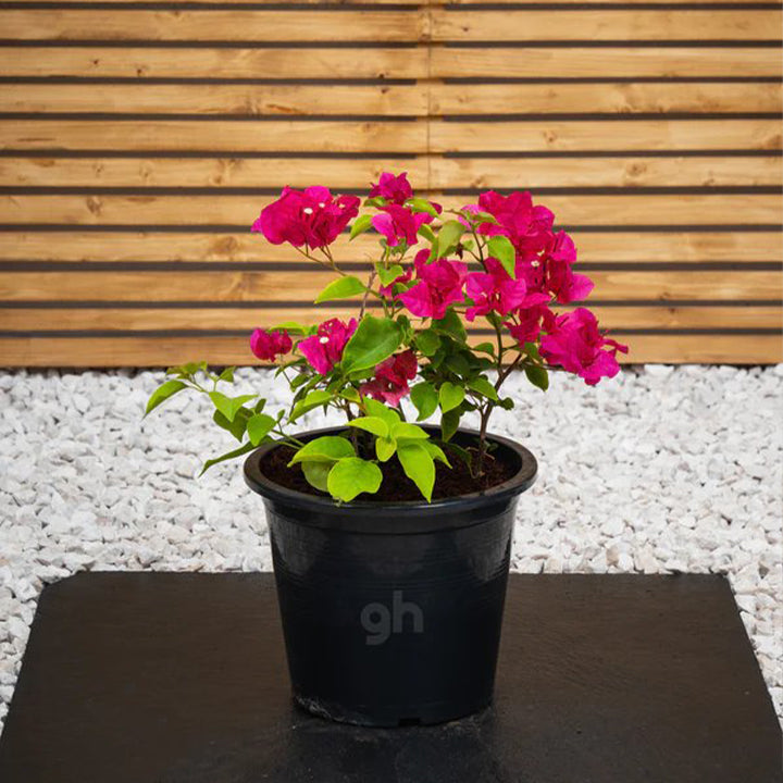 Pink Bougainvillea Glabra plant from Plant House, 30-40cm tall, vibrant and lush with colorful bracts and green foliage.