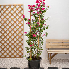 Pink Bougainvillea Glabra plant from Plant House, 30-40cm tall, with vibrant pink bracts and lush green foliage.
