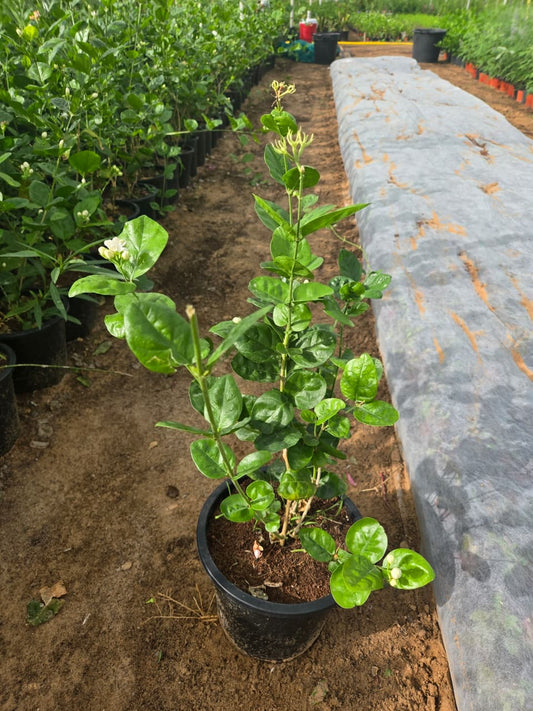 Rose Crepe Jasmine plant from Plant House, 30-40cm tall, with lush green leaves and delicate white flowers.