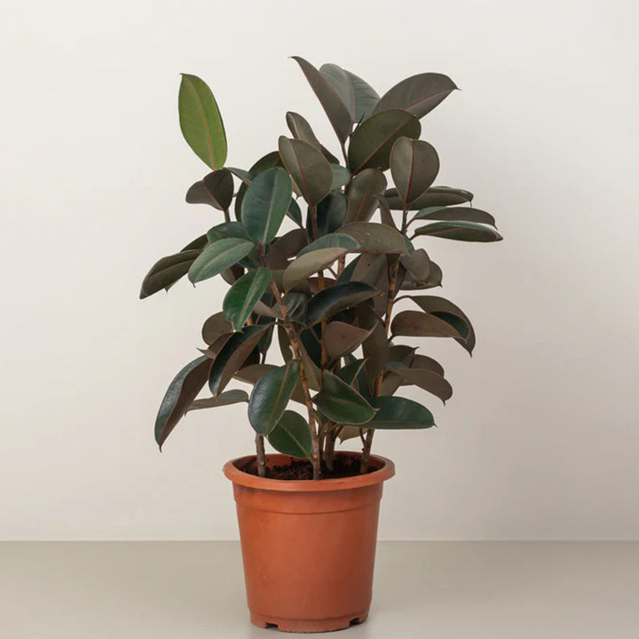 Single-stem rubber plant from Plant House, 30-40cm tall, lush green foliage, potted indoor plant.