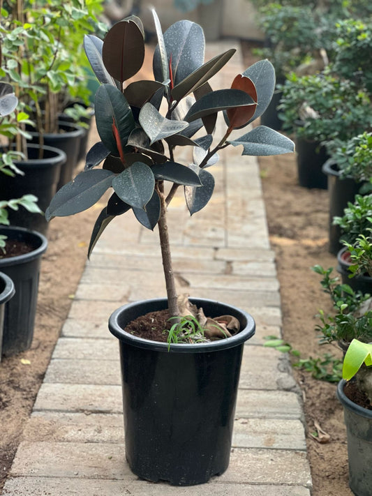 Healthy rubber plant from Plant House with lush green leaves, potted in a decorative container, ideal for home or office decor.