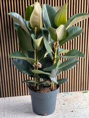 Single-stem rubber plant from Plant House with lush green leaves, 30-40cm tall, ideal for indoor decoration.