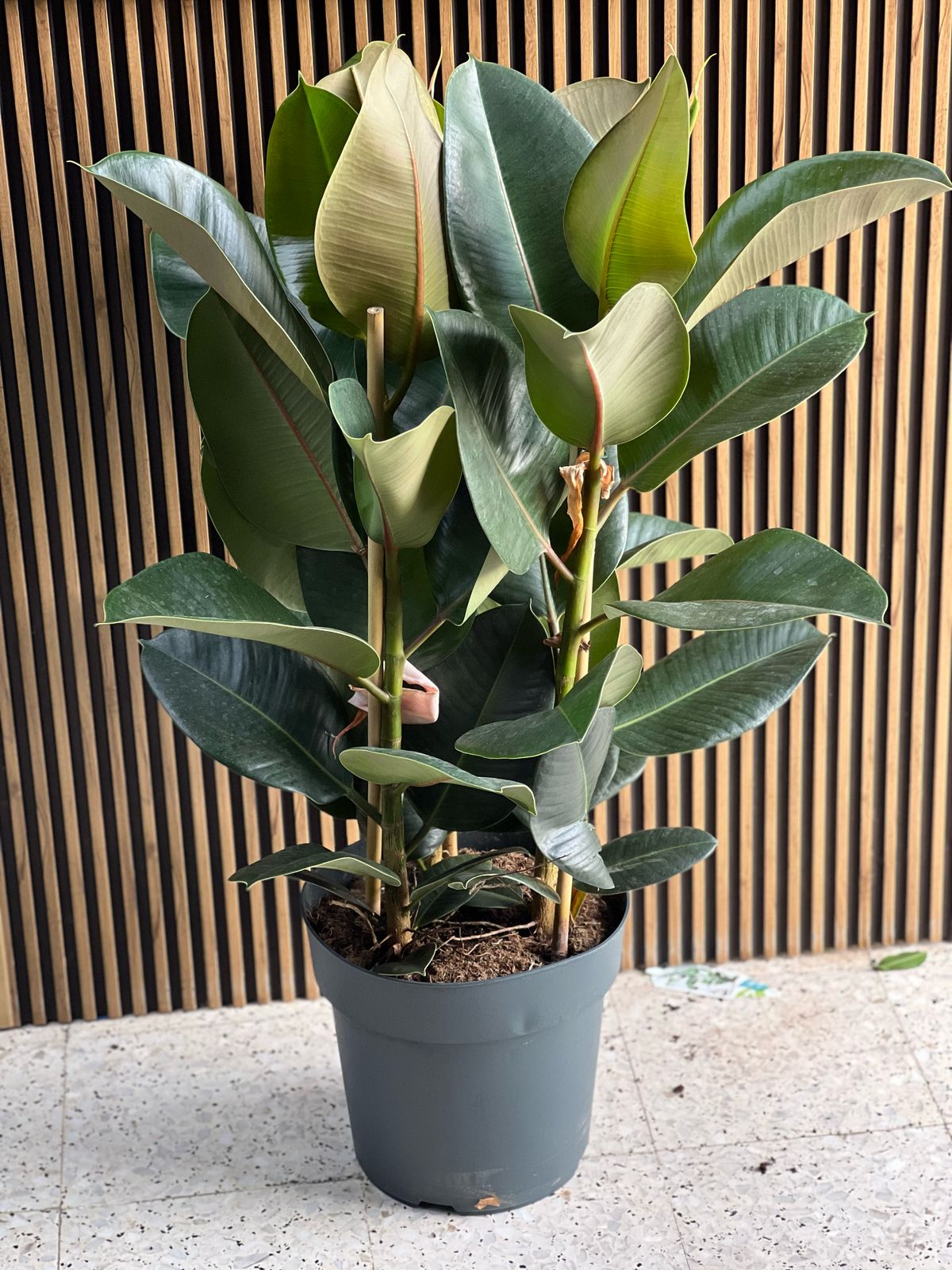 Healthy Rubber Plant from Plant House with a single stem and lush green leaves, approximately 30-40cm tall.