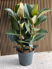 Healthy Rubber Plant from Plant House with a single stem and lush green leaves, approximately 30-40cm tall.