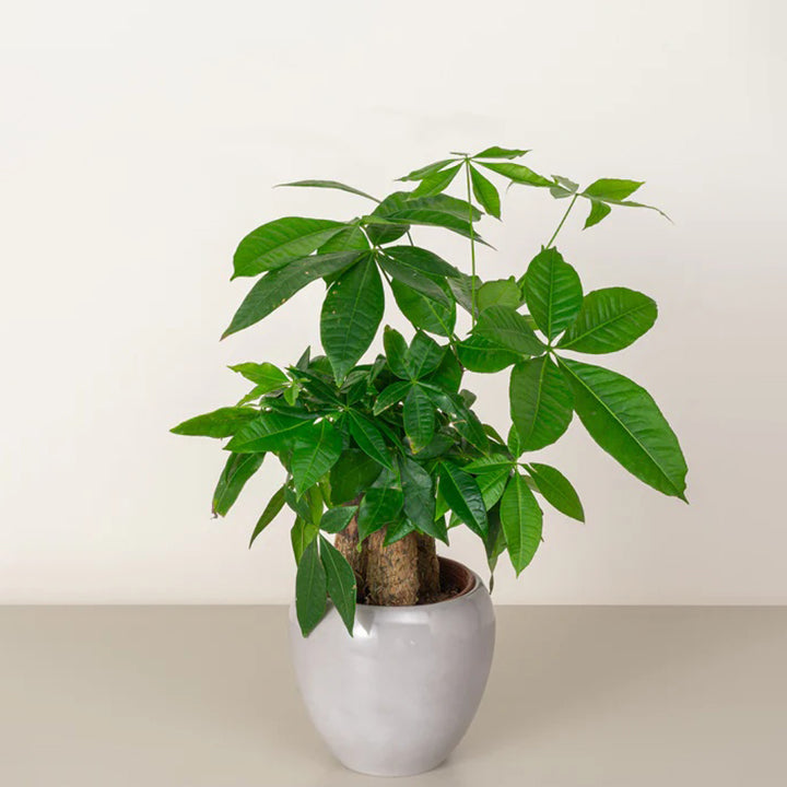 Tabletop Pachira plant from Plant House, 30-40cm tall, featuring lush green leaves in a decorative pot.
