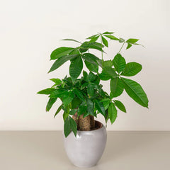 Tabletop Pachira plant from Plant House, 30-40cm tall, featuring lush green leaves in a decorative pot.