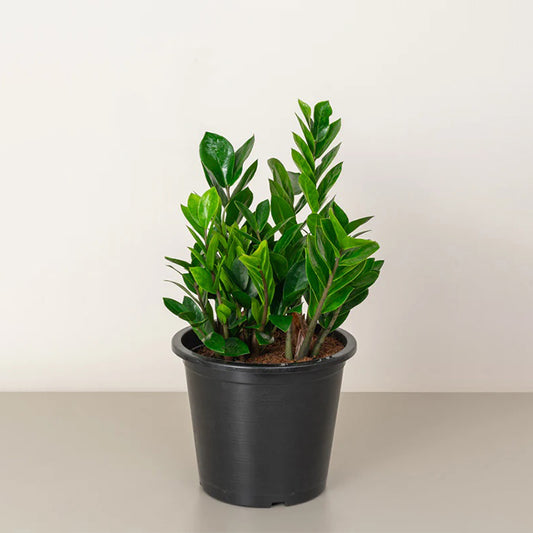Healthy ZZ plant with vibrant green, fleshy leaves in a pot, showcasing lush foliage from Plant House.