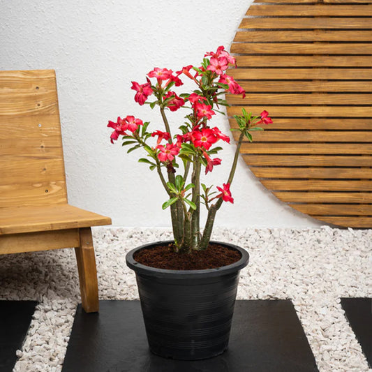 Desert Rose adenium obesum plant with vibrant pink flowers and thick succulent stems, displayed in a decorative pot.