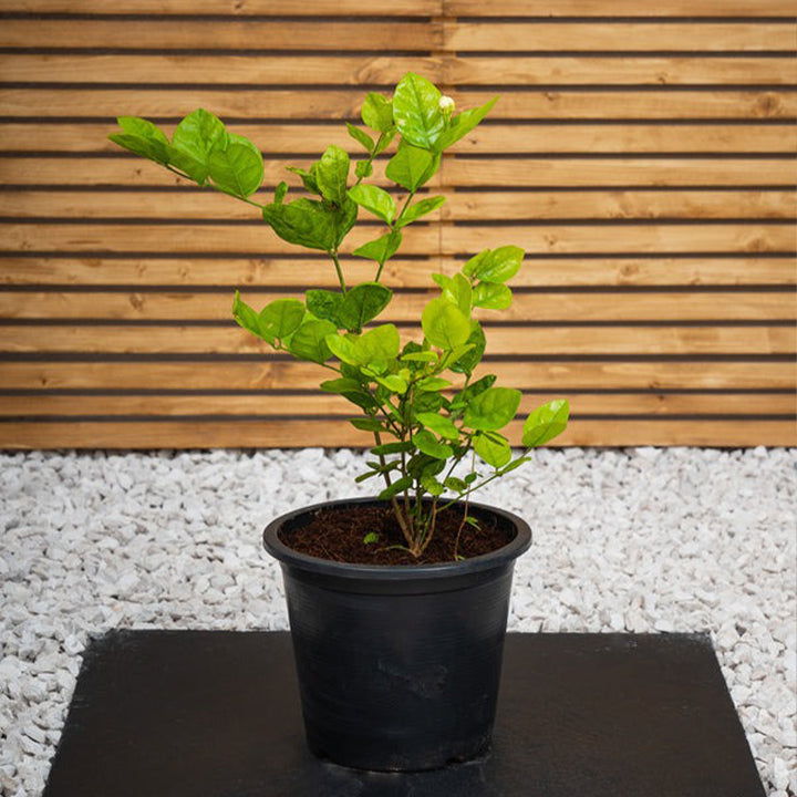 Healthy Arabian Jasmine plant from Plant House, 30-40cm tall with lush green leaves and fragrant white flowers.