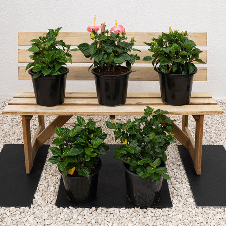 Potted Hibiscus Rosa-Sinensis plant from Plant House with vibrant blooms, measuring 30-40cm tall.