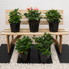 Potted Hibiscus Rosa-Sinensis plant from Plant House with vibrant blooms, measuring 30-40cm tall.