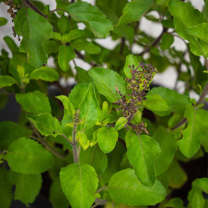 Holy Basil plant by Plant House, 30-40cm tall, with vibrant green leaves and bushy growth, Ocimum Tenuiflorum.