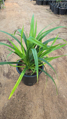 Pandanus Baptistii plant from Plant House, 30-40cm tall, with spiky green leaves and distinctive branching growth.