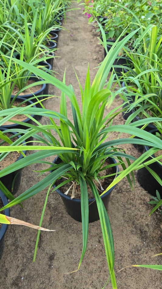 Pandanus plant with long, spiky green leaves in a decorative pot, displayed outdoors for natural home decor.