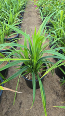 Healthy Pandanus Baptistii plant from Plant House, 30-40cm tall, with lush green fronds and a sturdy pot.