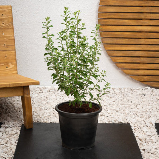 Healthy Texas Sage Leucophyllum plant with silvery-green leaves and purple flowers, displayed in a garden setting.